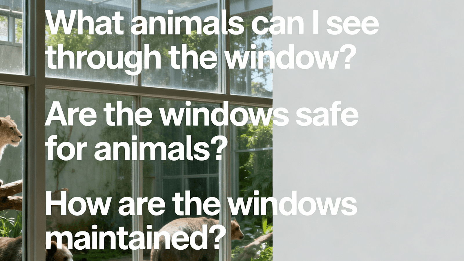 Commonly asked questions about zoo windows and their installation