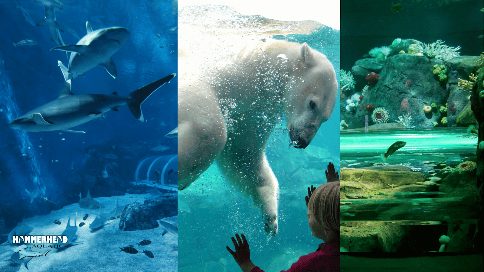Case-style collage of zoo windows using anti-reflective and acoustic glazing in varied habitats.