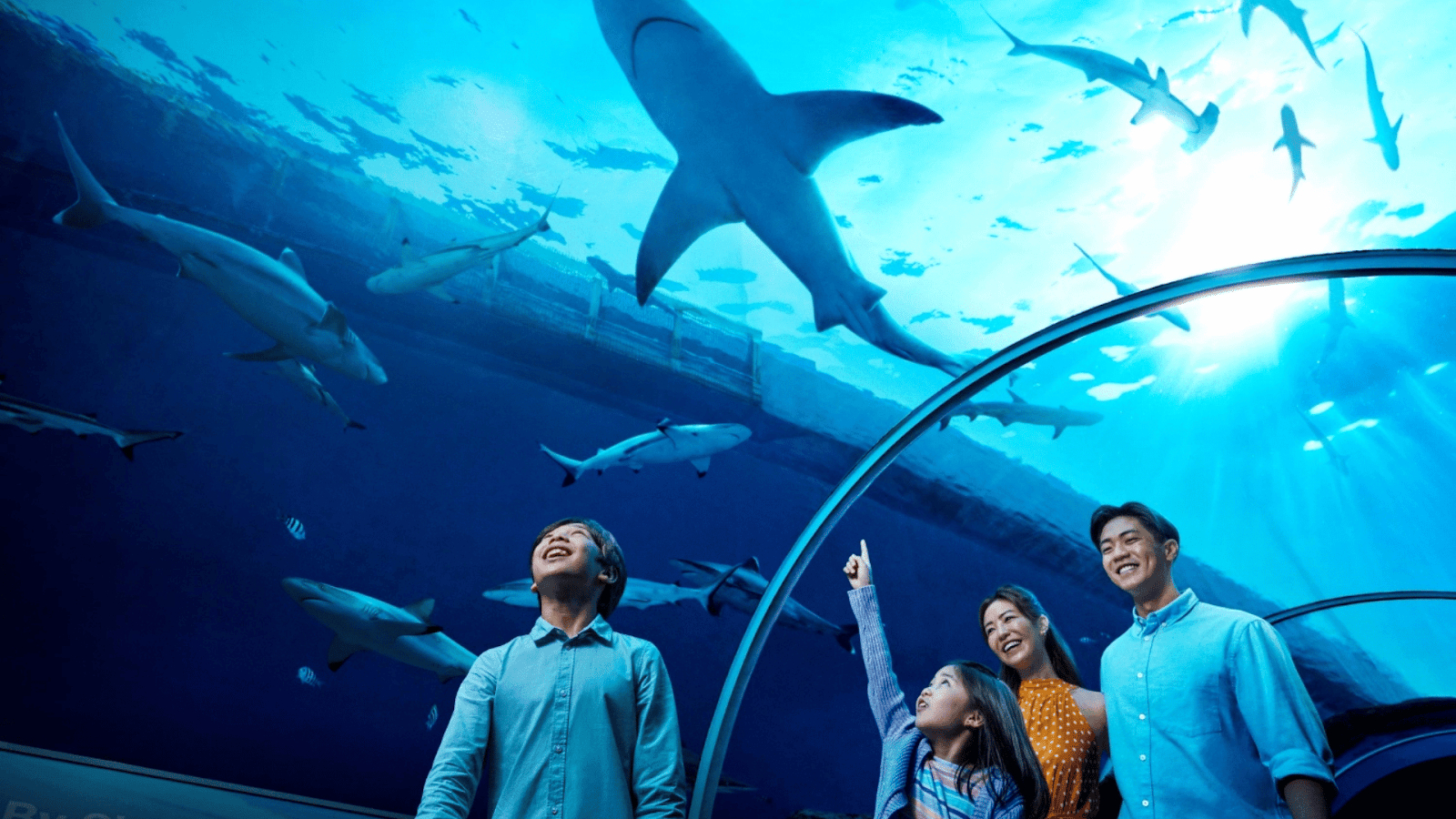 Acrylic aquarium tunnel case study highlighting curved clarity and reduced framing weight