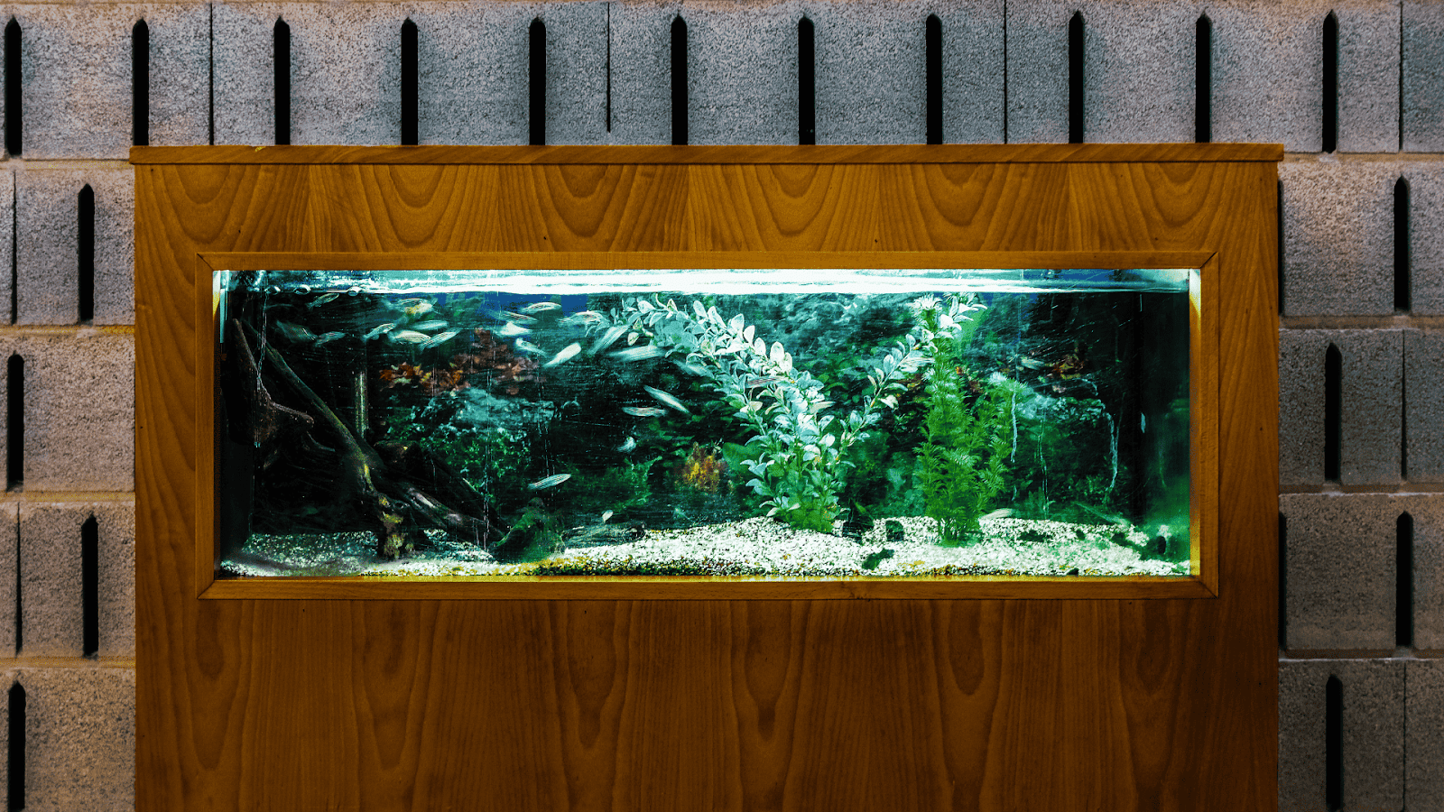 Plywood aquarium with a waterproof glass window showcasing aquatic life.