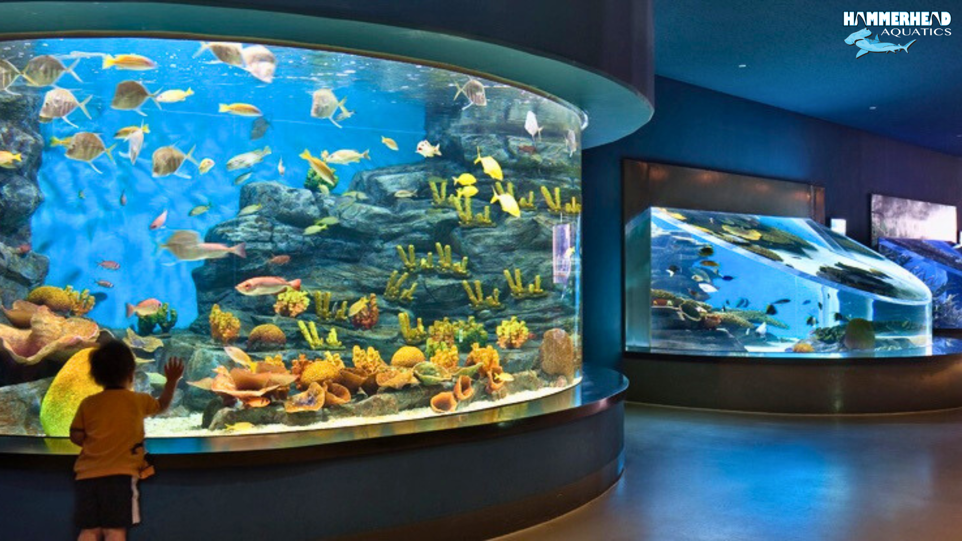 Saltwater reef aquarium with fish, corals, and ideal temperature reading on digital thermometer