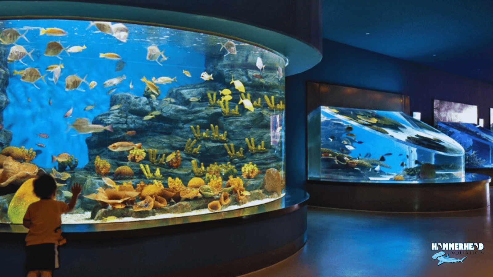 Massive clear acrylic aquarium window displaying marine life in a large public tank