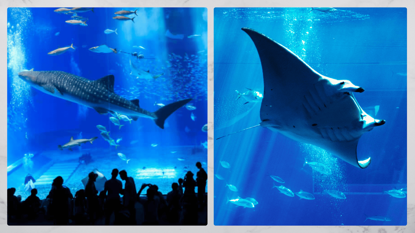 Okinawa Churaumi Aquarium and Dubai Mall Aquarium showcasing giant acrylic windows