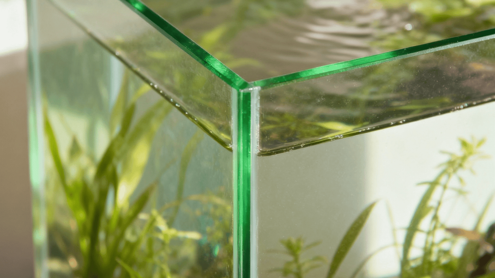 Standard clear glass aquarium showing subtle green tint under lighting