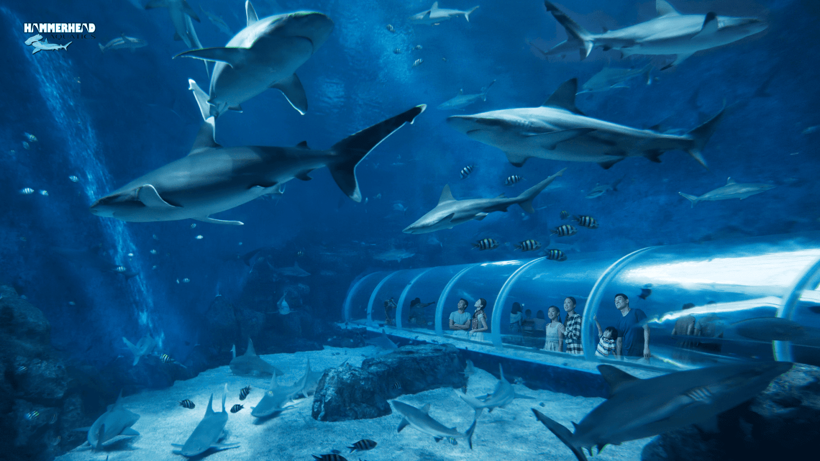 Curved acrylic tunnel in public aquarium showcasing impact-resistant transparent design.