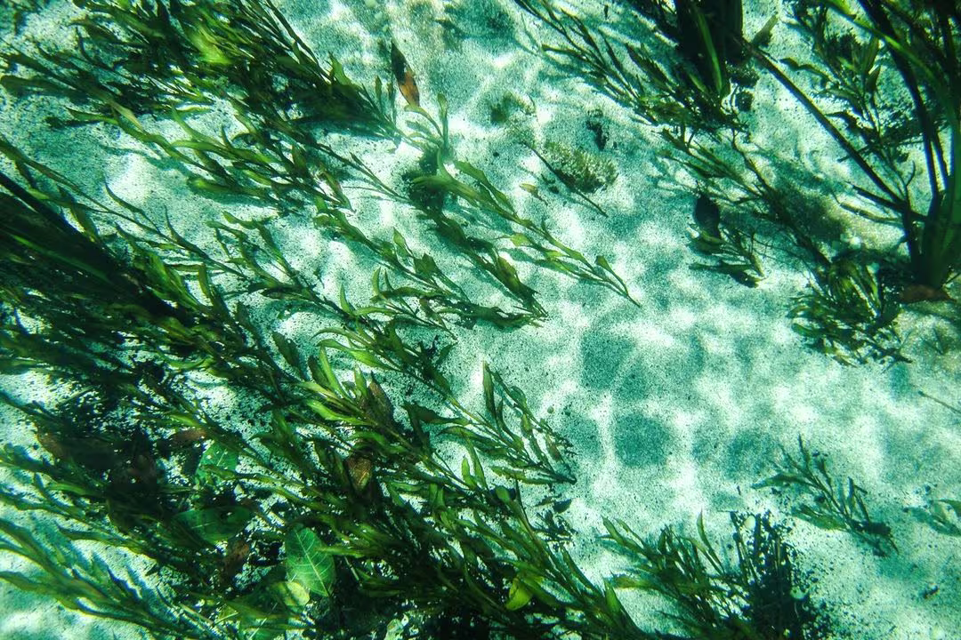Underwater view of a sandy bottom with rippled sunlight patterns and clusters of long green aquatic plants swaying in clear water. The plants stretch diagonally across the frame, rooted in white sand with scattered leaves and debris, creating a natural aquatic scene with vivid contrasts of light and shadow.