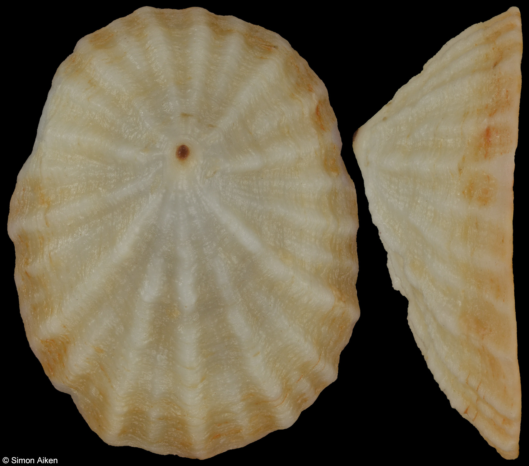 Radiacmea inconspicua