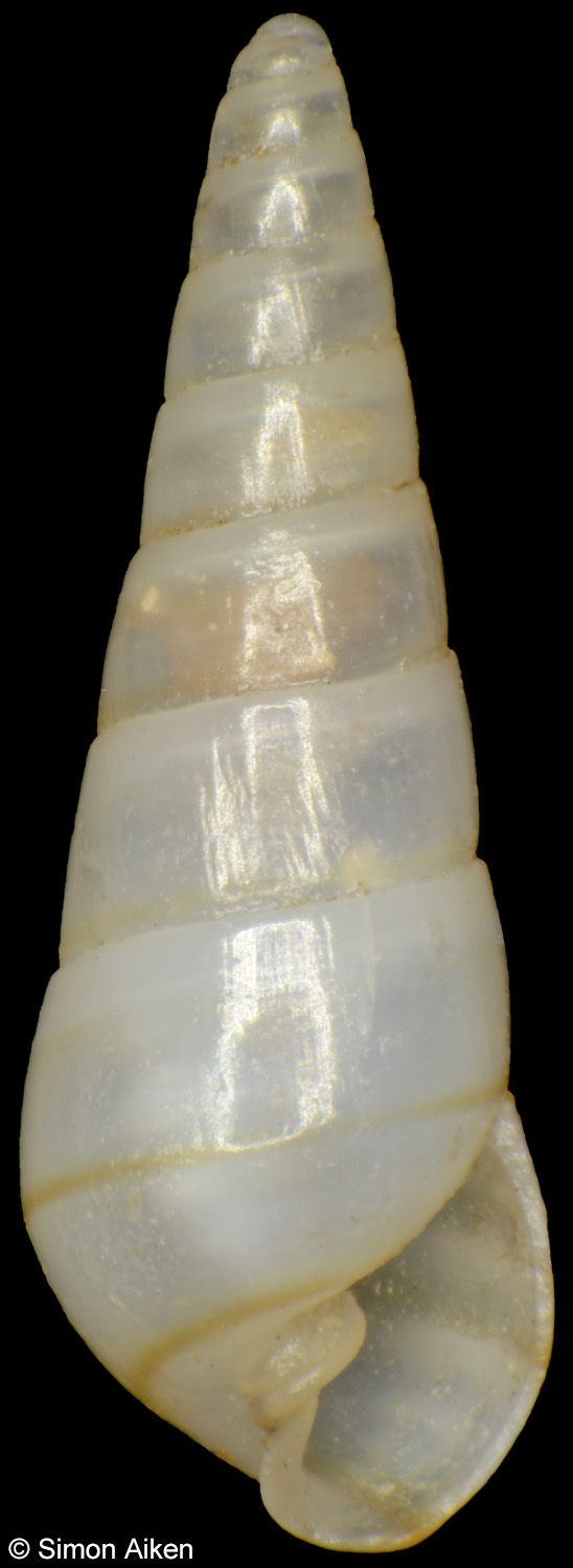 Pyramidellidae sp. 3