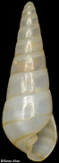 Pyramidellidae sp. 3
