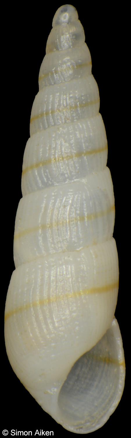 Pyramidellidae sp. 2