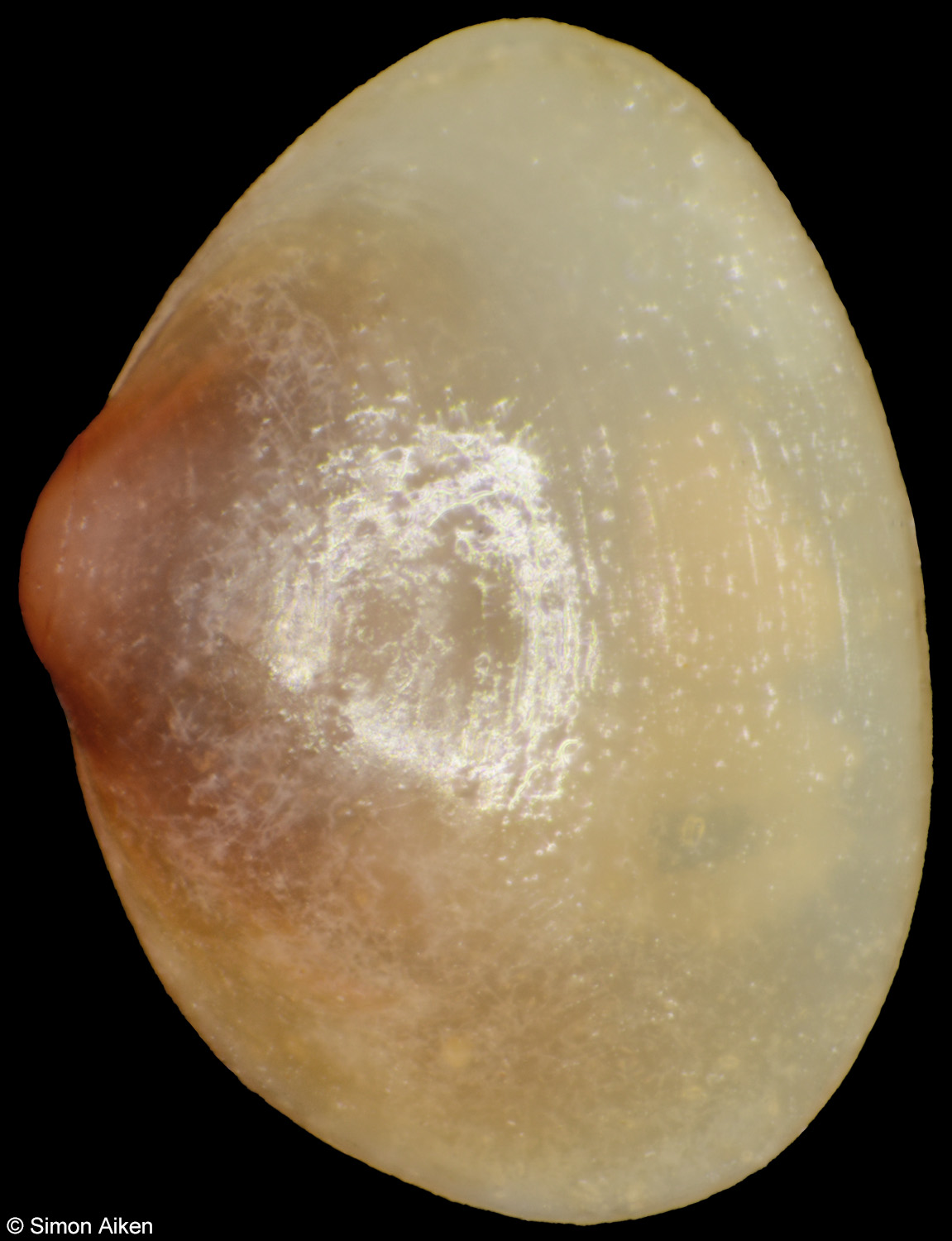 Cyamiomactra problematica