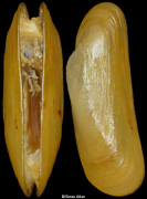 Terua arcuatilis