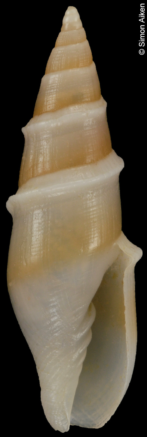 Carinomitra peculiaris