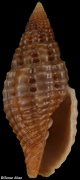 Neotiara lens
