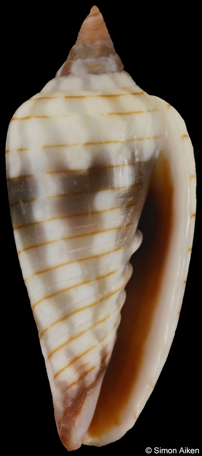 Imbricaria conularis