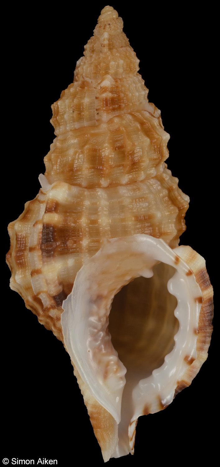 Sassia semitorta