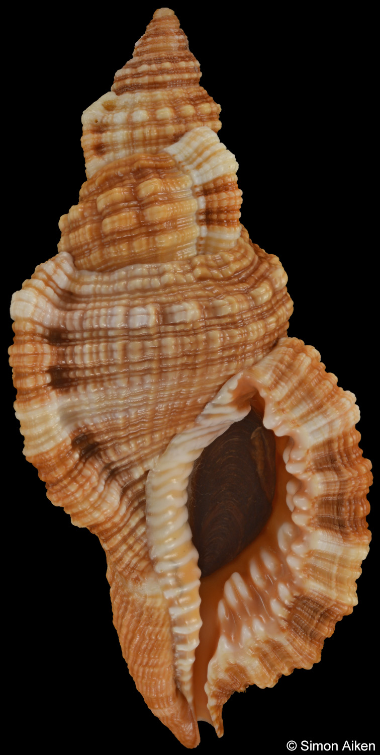 Monoplex aquatilis