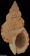 Dulcerana granularis