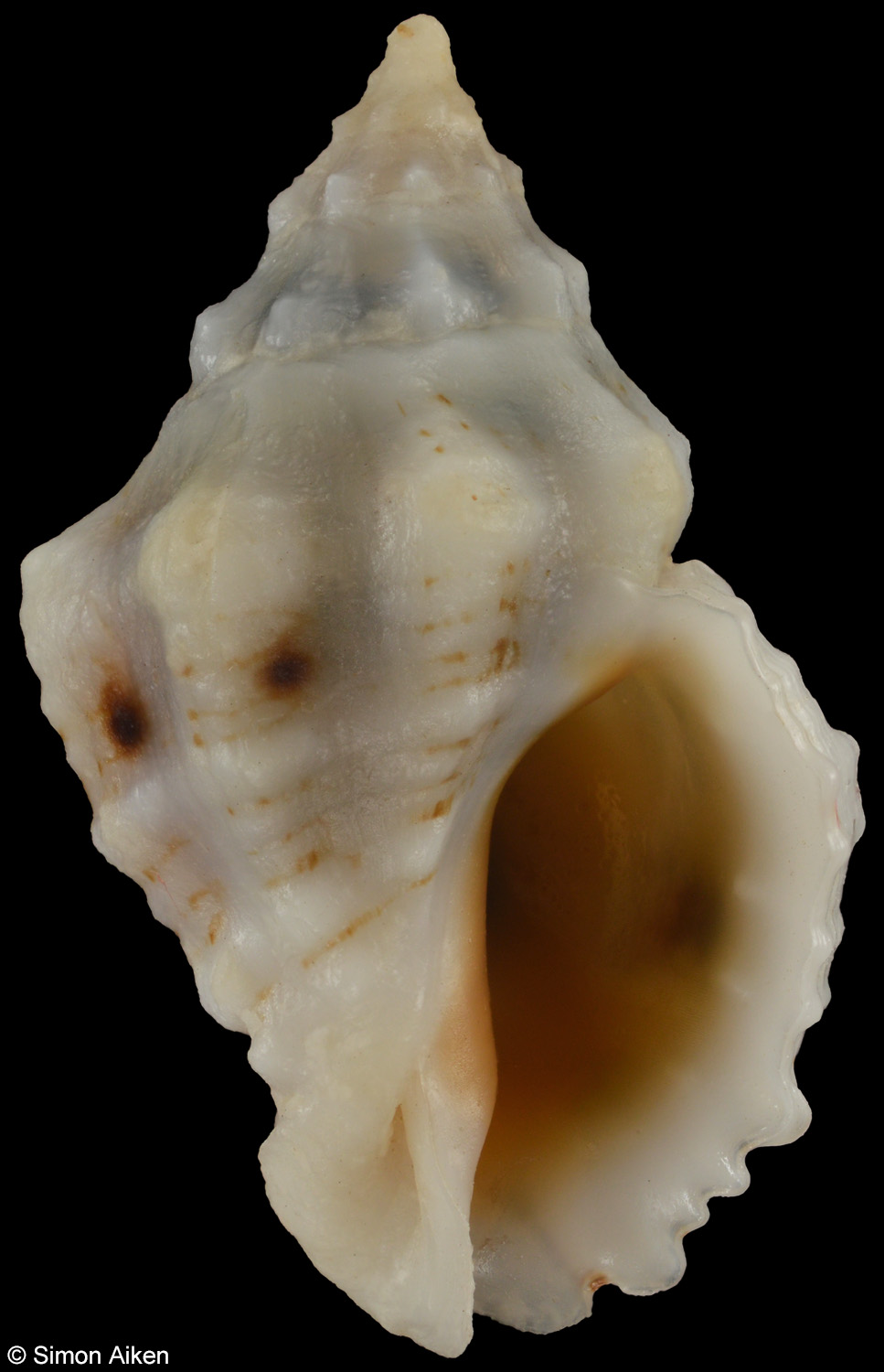 Pascula ochrostoma