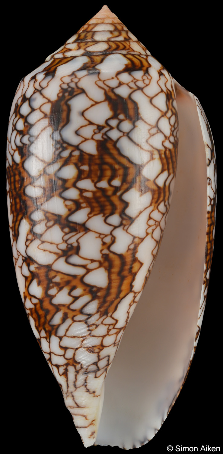 Conus archiepiscopus
