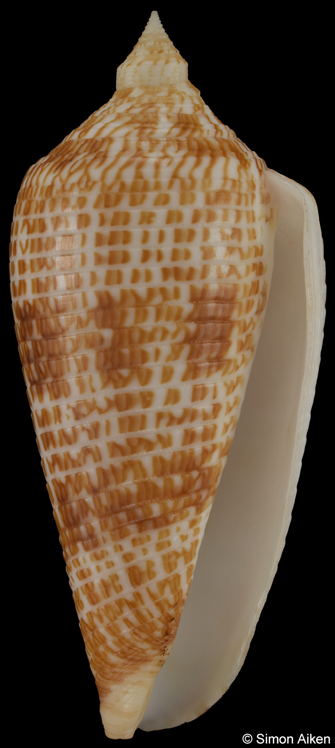 Conus armadillo