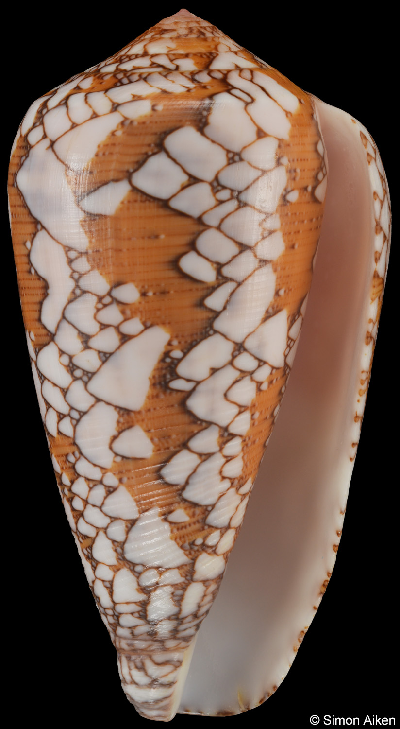 Conus behelokensis