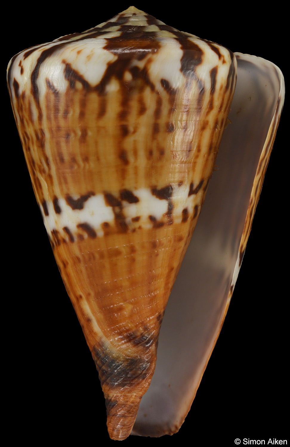 Conus capitaneus
