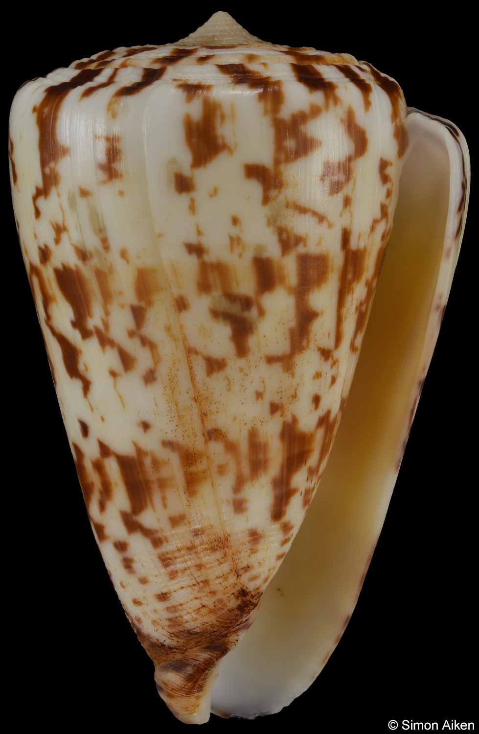 Conus caracteristicus