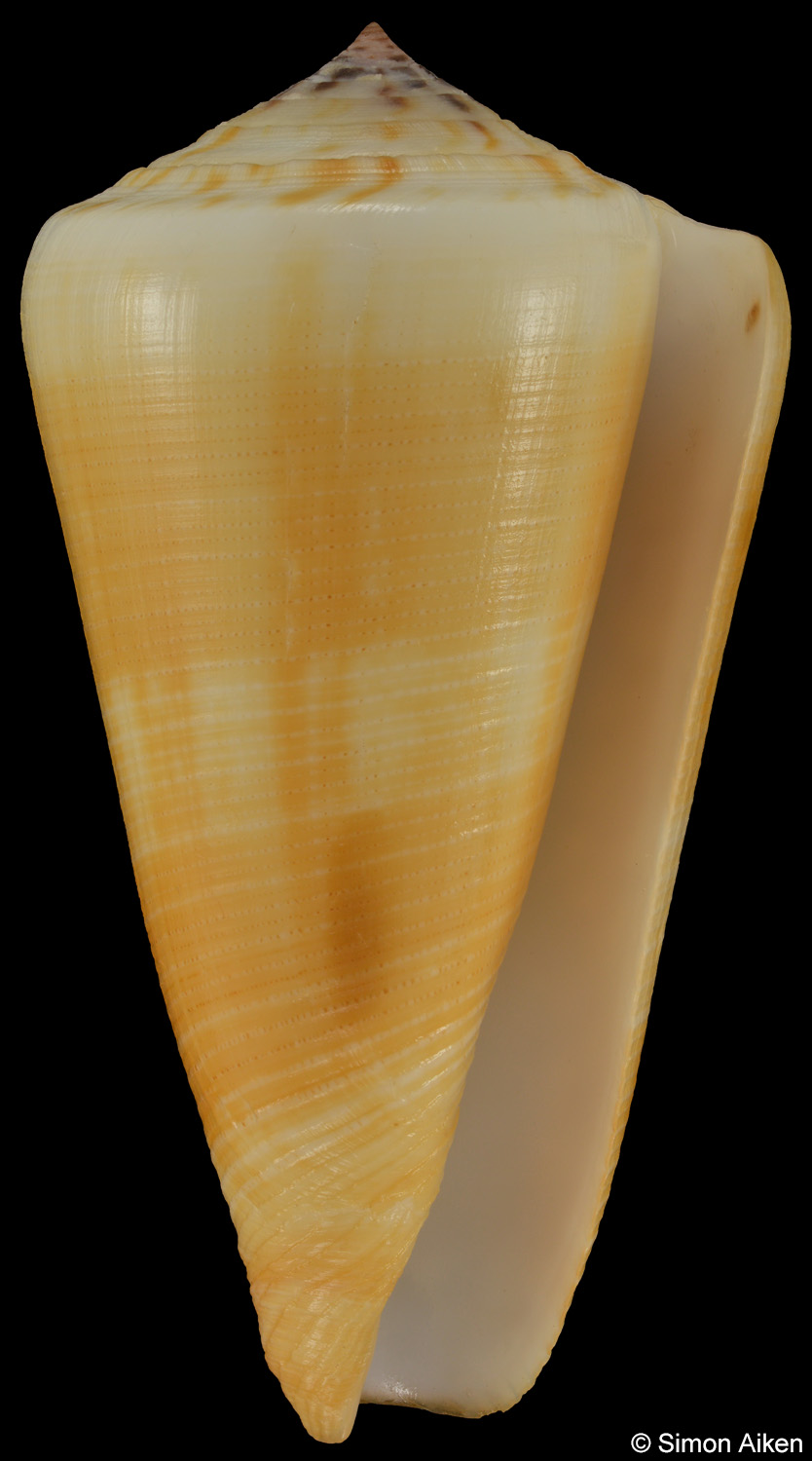 Conus consors cf.
