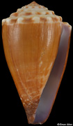 Conus diadema