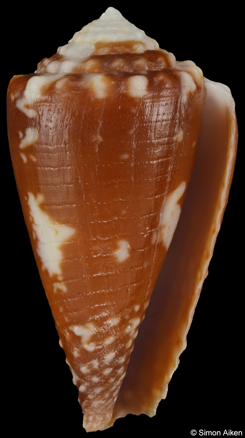 Conus exiguus