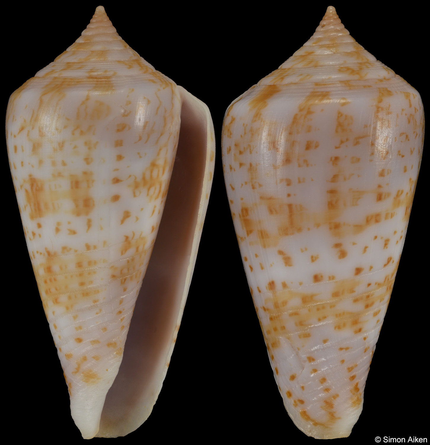 Conus iodostoma