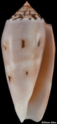 Conus floridus