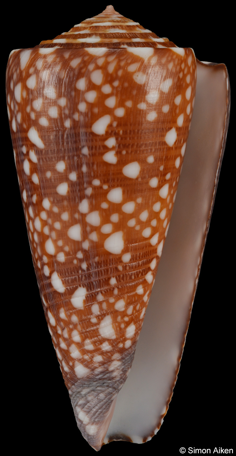 Conus gisellelieae