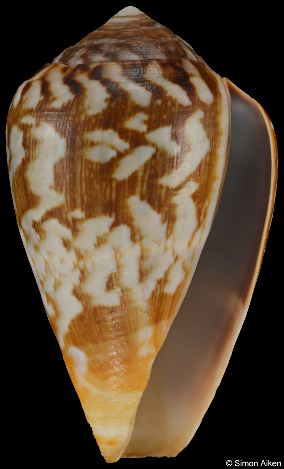 Conus guinaicus