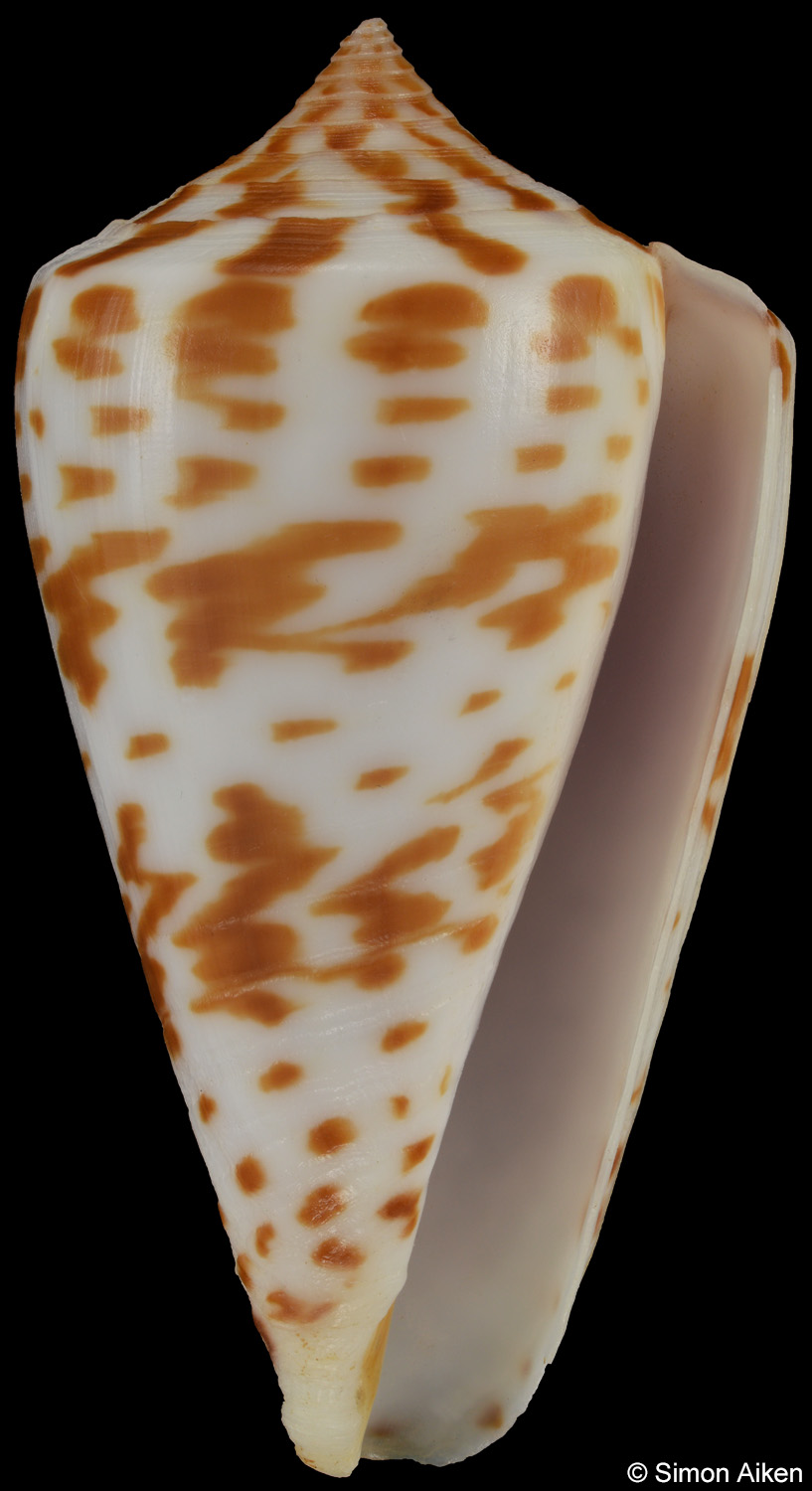 Conus inscriptus