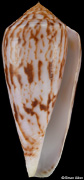 Conus kinoshitai
