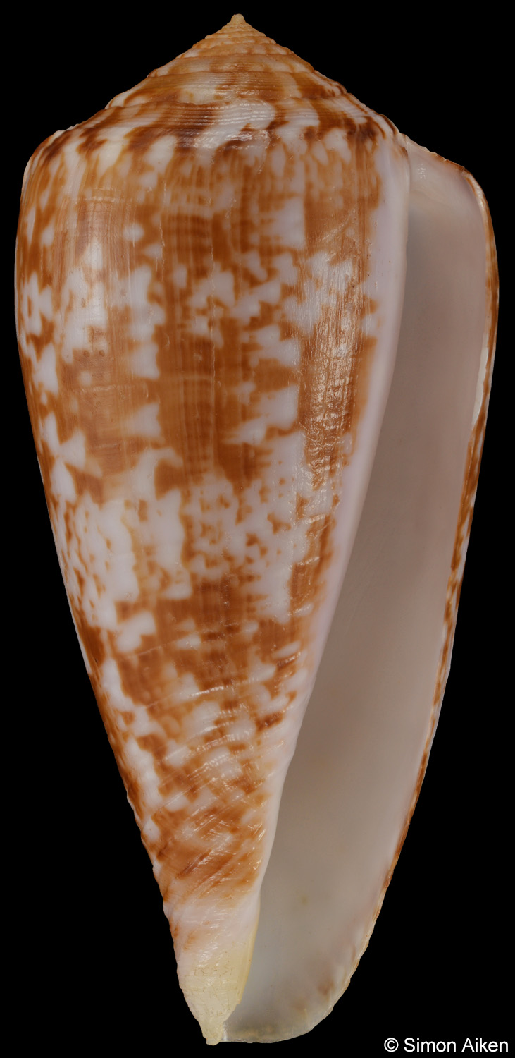 Conus kinoshitai