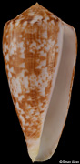 Conus kinoshitai