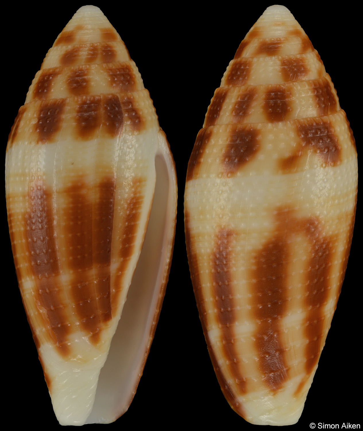 Conus mitratus