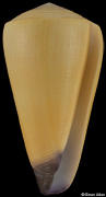 Conus virgo