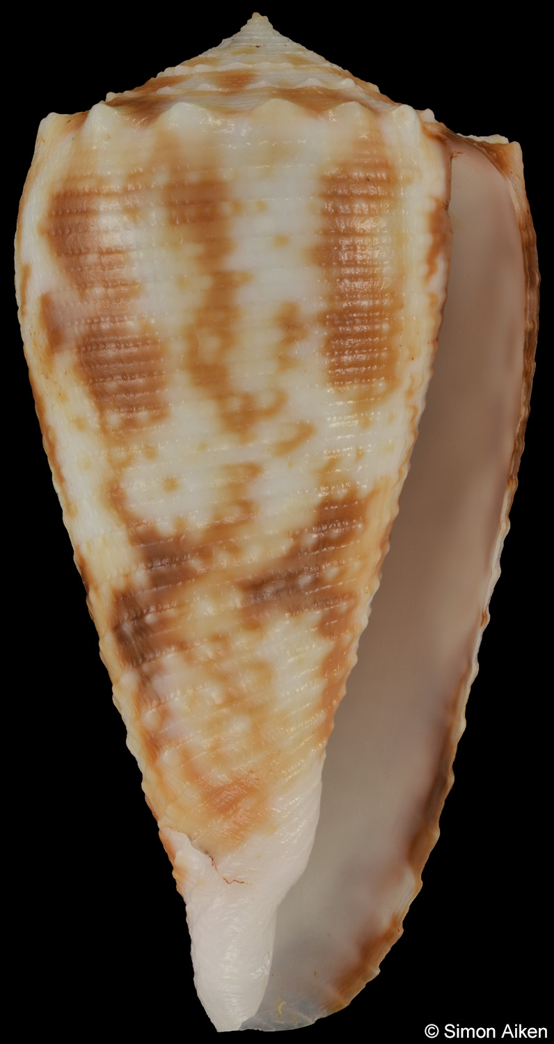 Conus stainforthii