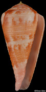 Conus pertusus