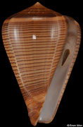 Conus figulinus