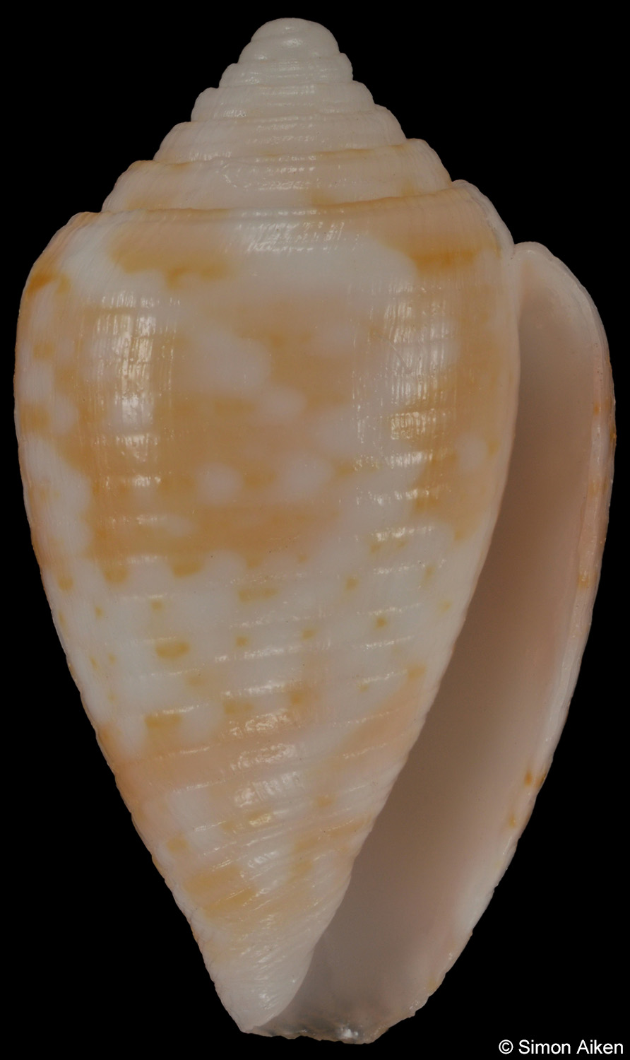 Conus selenae