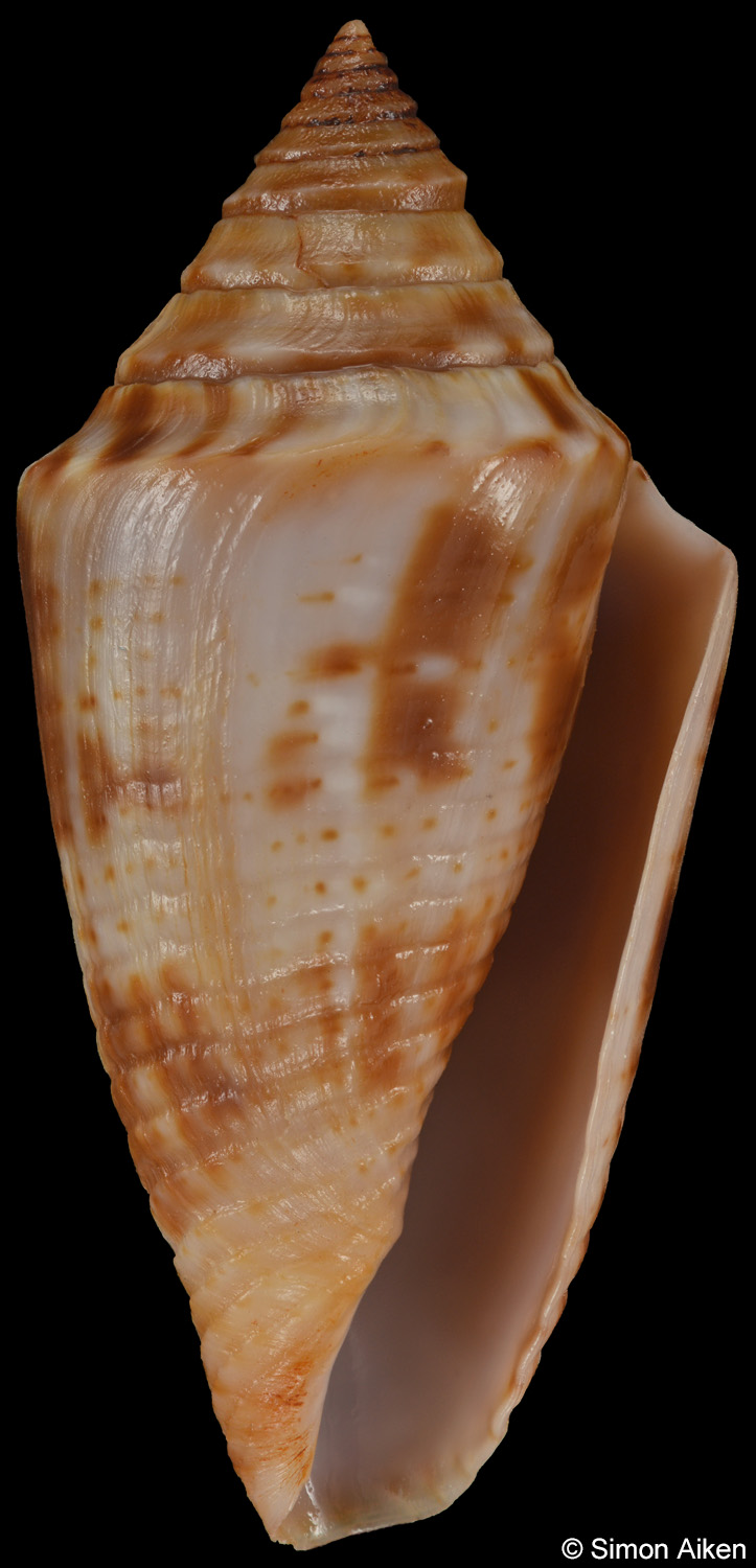 Conus simonei
