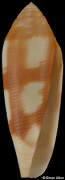 Conus violaceus