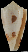 Conus varius