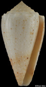 Conus varius