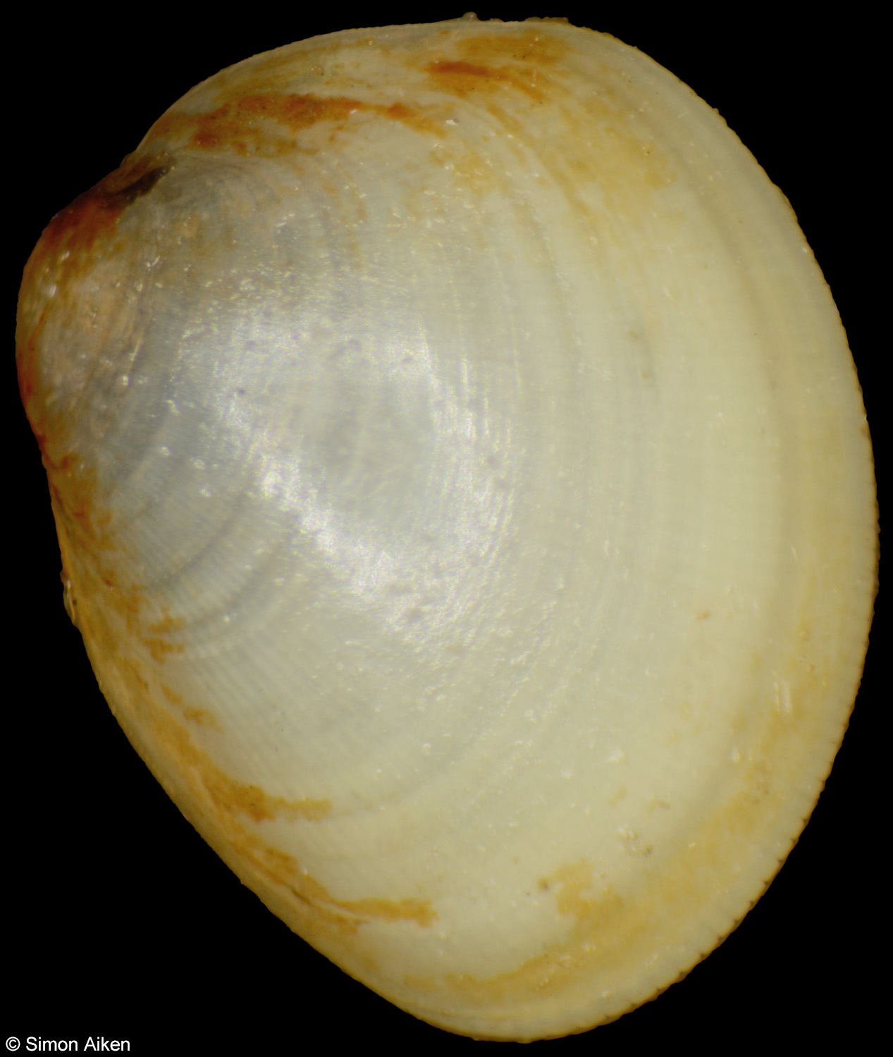 Nucula nitidula